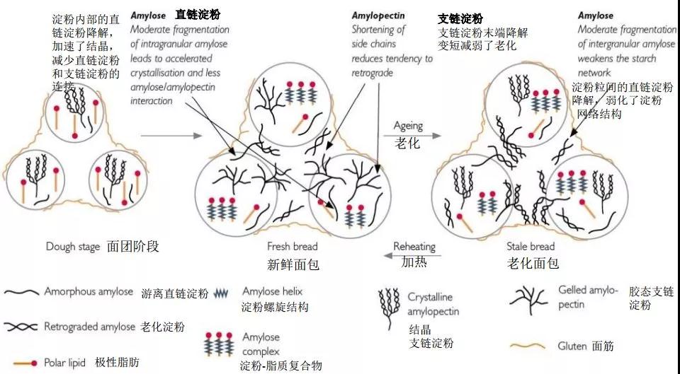 抗老化机理.jpg